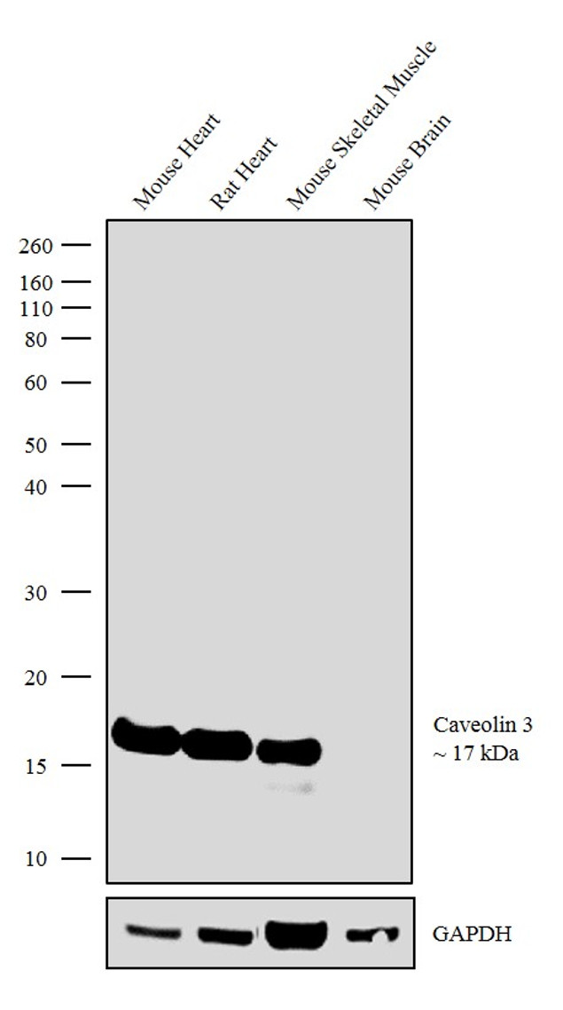 Caveolin 3 Antibody