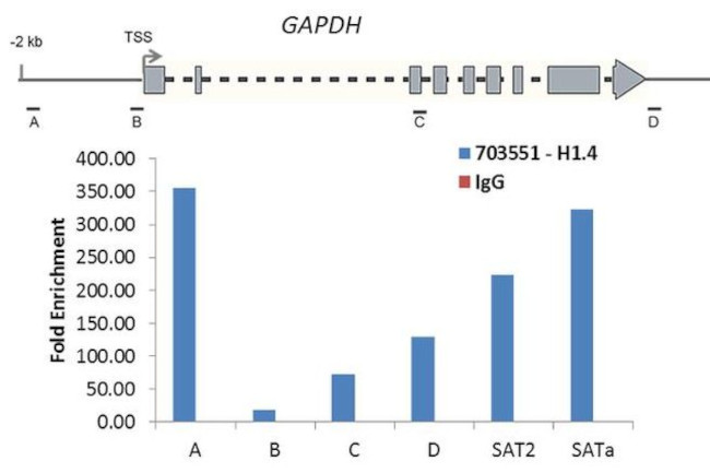 Histone H1.4 Antibody in ChIP Assay (ChIP)