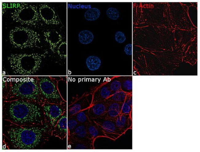 SLIRP Antibody in Immunocytochemistry (ICC/IF)