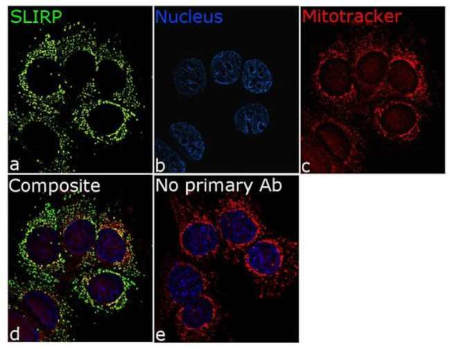 SLIRP Antibody in Immunocytochemistry (ICC/IF)