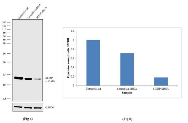 SLIRP Antibody in Western Blot (WB)