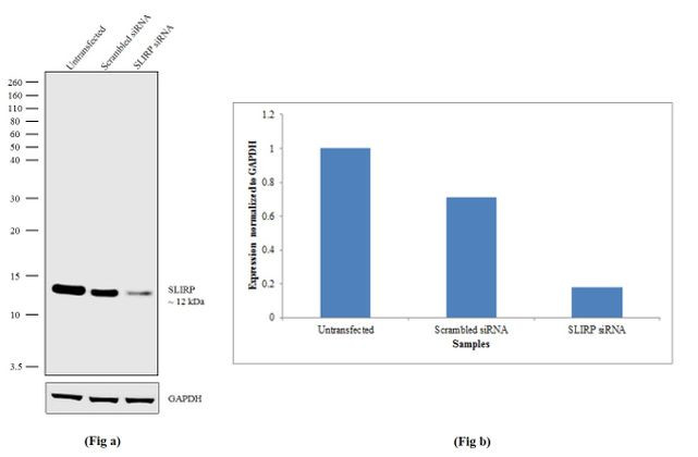 SLIRP Antibody