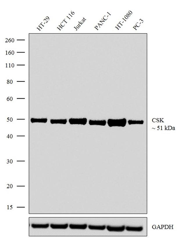 CSK Antibody in Western Blot (WB)