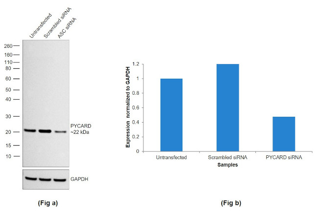 PYCARD Antibody