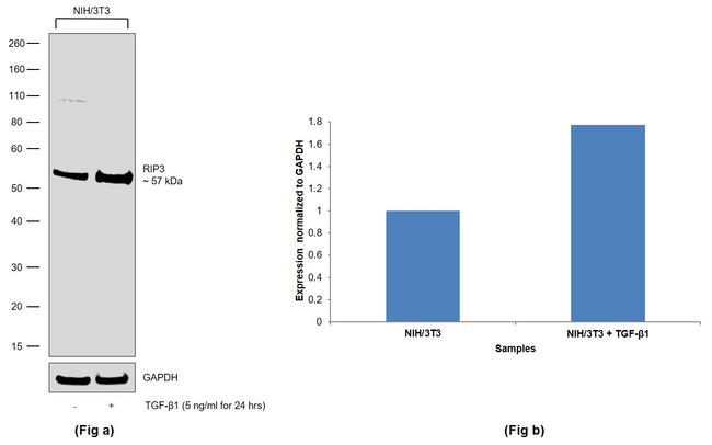 RIP3 Antibody in Western Blot (WB)