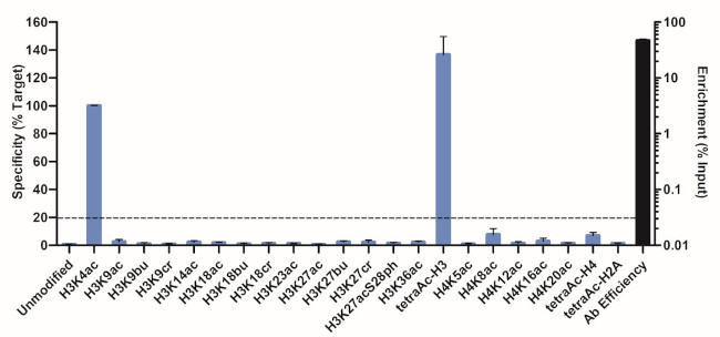 H3K4ac Antibody in ChIP Assay (ChIP)