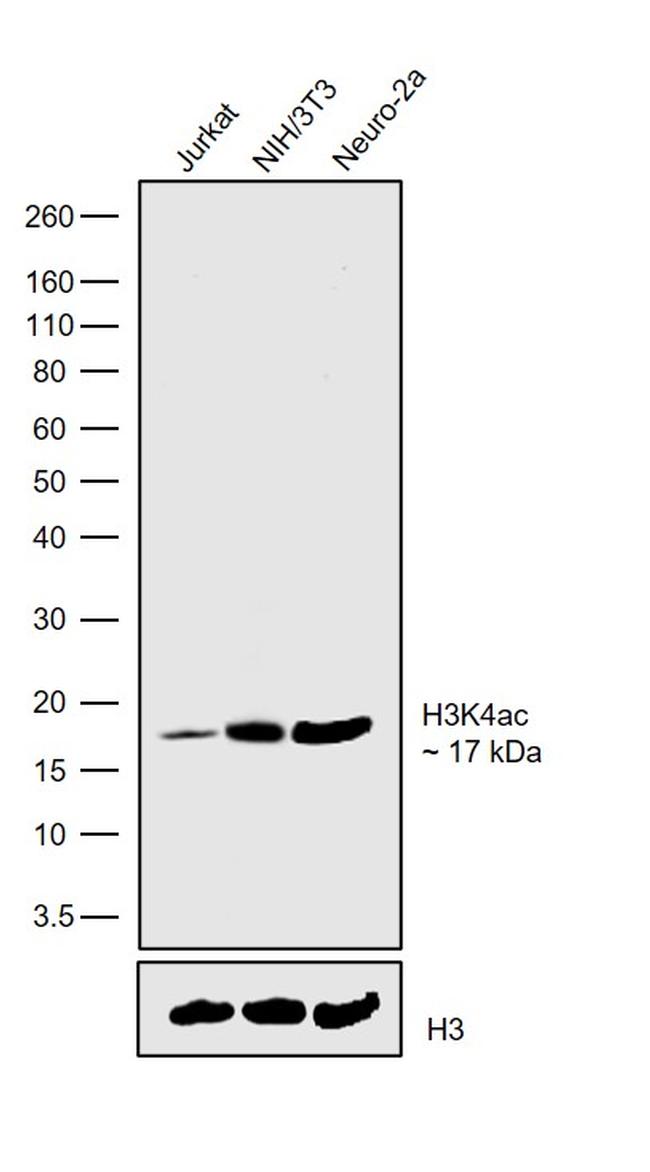 H3K4ac Antibody in Western Blot (WB)