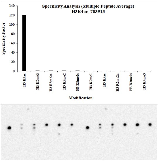 H3K4ac Antibody in Peptide array (ARRAY)