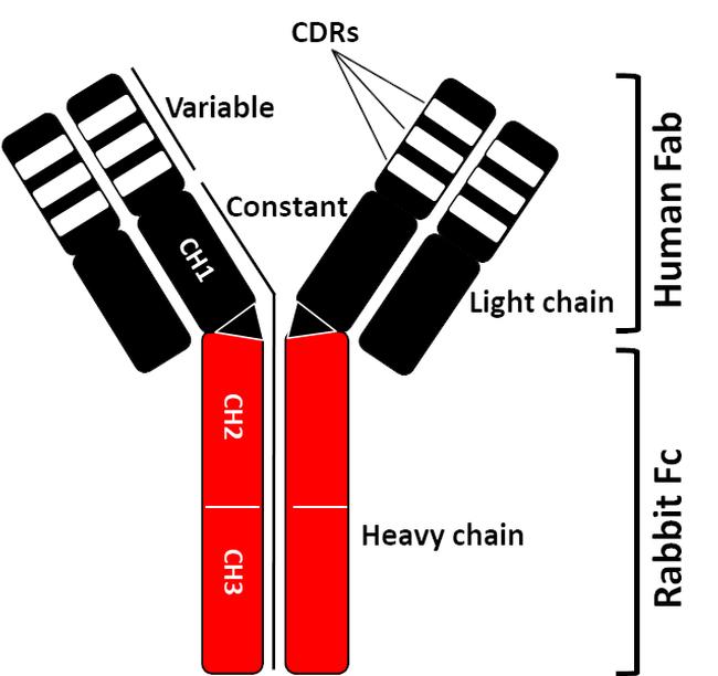 SARS-CoV-2 Spike Protein (RBD) Chimeric Recombinant Monoclonal