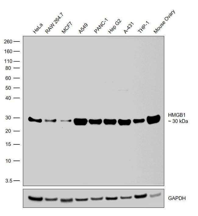 HMGB1 Recombinant Rabbit Monoclonal Antibody (7H38L51)