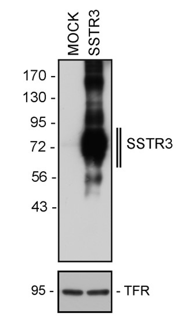 SSTR3 Antibody in Western Blot (WB)