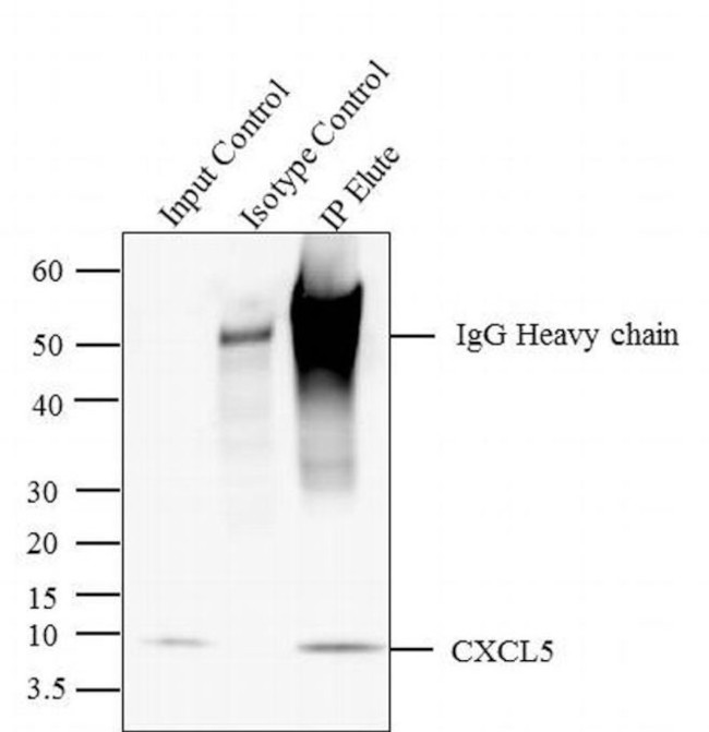 CXCL5 Antibody in Immunoprecipitation (IP)