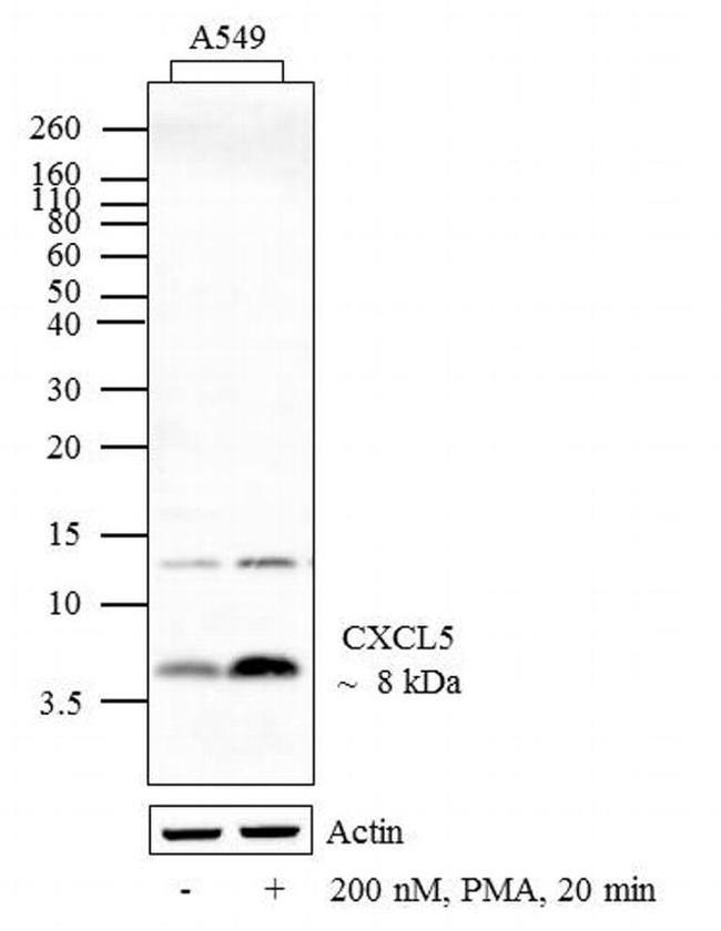 CXCL5 Antibody