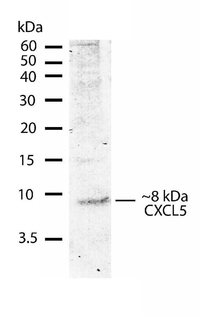 CXCL5 Antibody in Western Blot (WB)