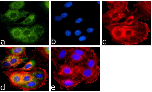 BMP-2 Antibody in Immunocytochemistry (ICC/IF)