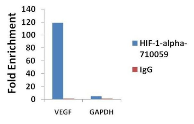 HIF1A Antibody