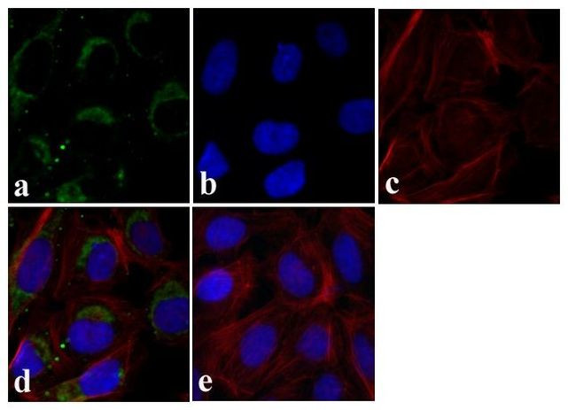 HIF1A Antibody in Immunocytochemistry (ICC/IF)