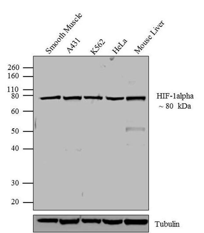 HIF1A Antibody in Western Blot (WB)