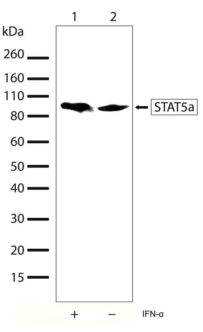 STAT5 alpha Antibody in Western Blot (WB)