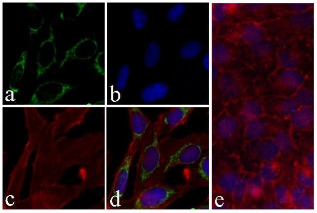 Phospho-PRAS40 (Thr246) Antibody in Immunocytochemistry (ICC/IF)