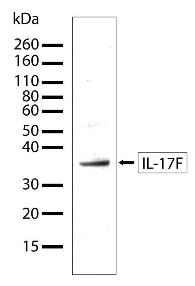 IL-17F Antibody in Western Blot (WB)