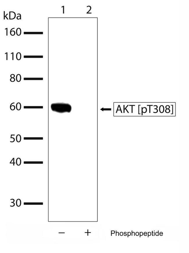 Phospho-AKT1 (Thr308) Antibody in Western Blot (WB)