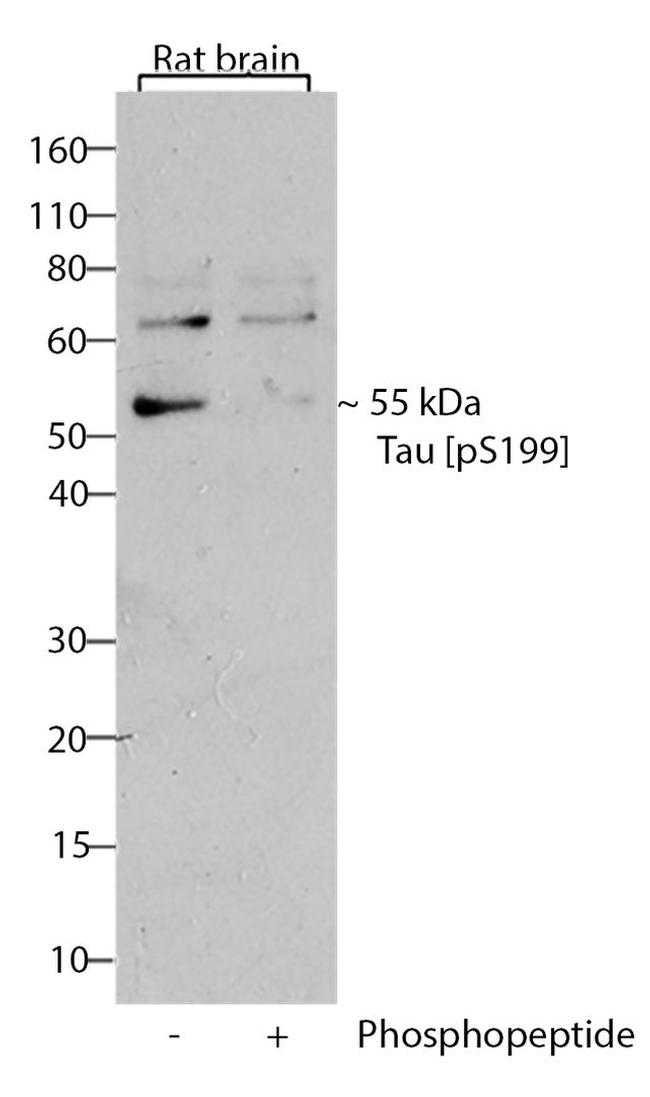 Phospho-Tau (Ser199) Antibody in Western Blot (WB)