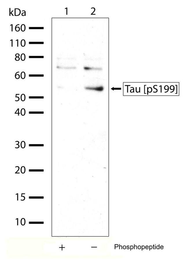 Phospho-Tau (Ser199) Antibody in Western Blot (WB)