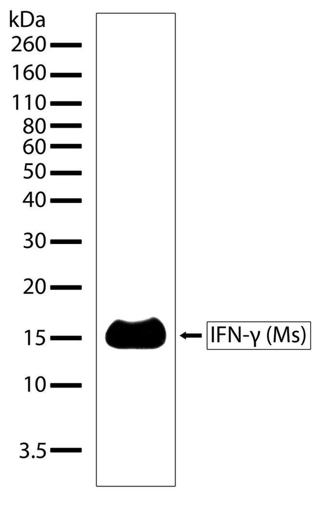 IFN gamma Antibody in Western Blot (WB)