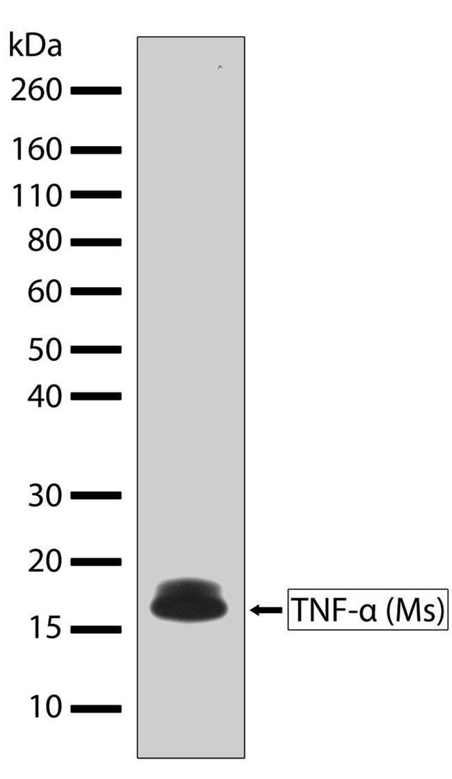 TNF alpha Antibody in Western Blot (WB)