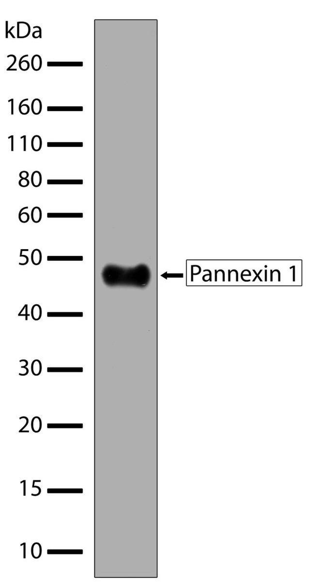 Pannexin 1 Antibody in Western Blot (WB)