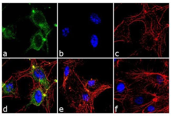 ANGPTL4 Antibody