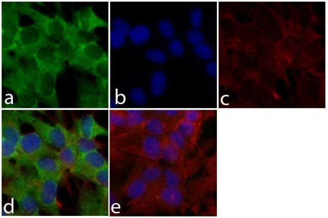 DISC1 Antibody in Immunocytochemistry (ICC/IF)