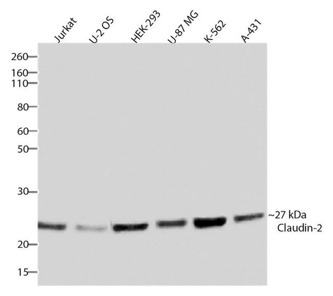 Claudin 2 Antibody in Western Blot (WB)