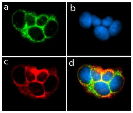 Claudin 2 Antibody in Immunocytochemistry (ICC/IF)