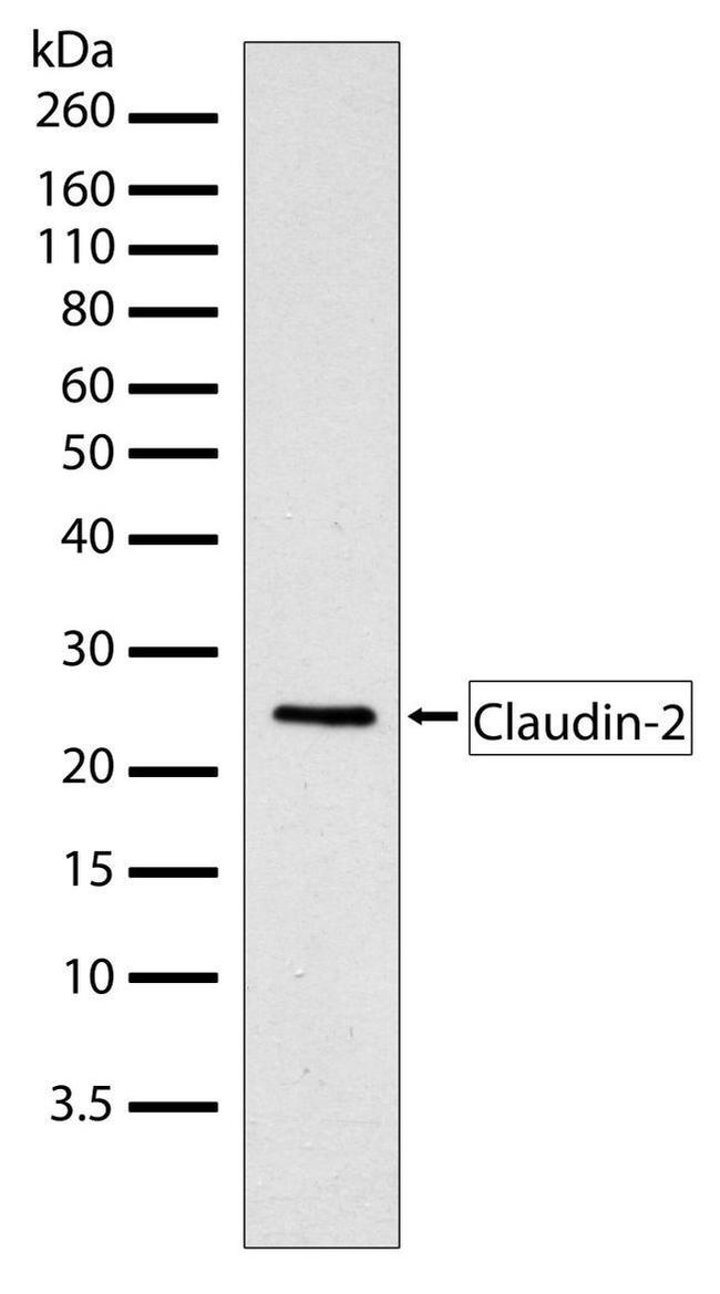 Claudin 2 Antibody in Western Blot (WB)