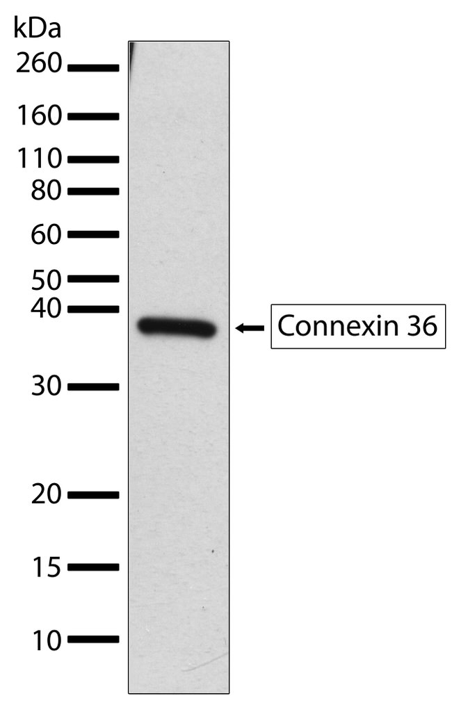 Connexin 36 Antibody in Western Blot (WB)