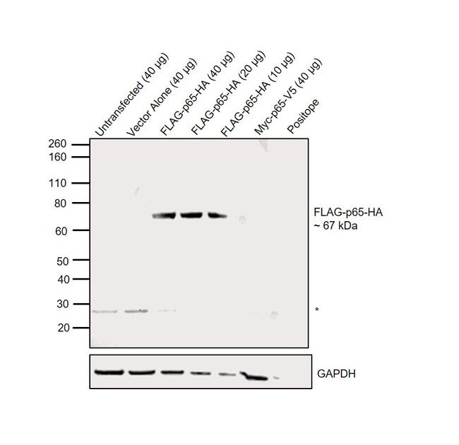 HA Tag Antibody in Western Blot (WB)