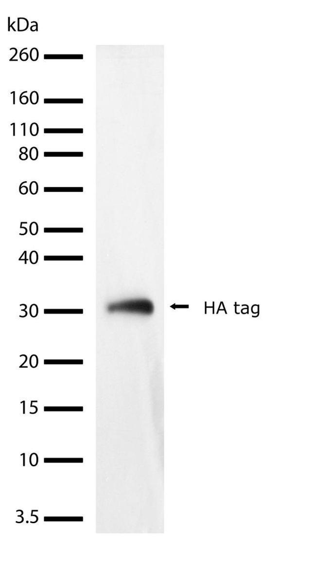 HA Tag Antibody in Western Blot (WB)