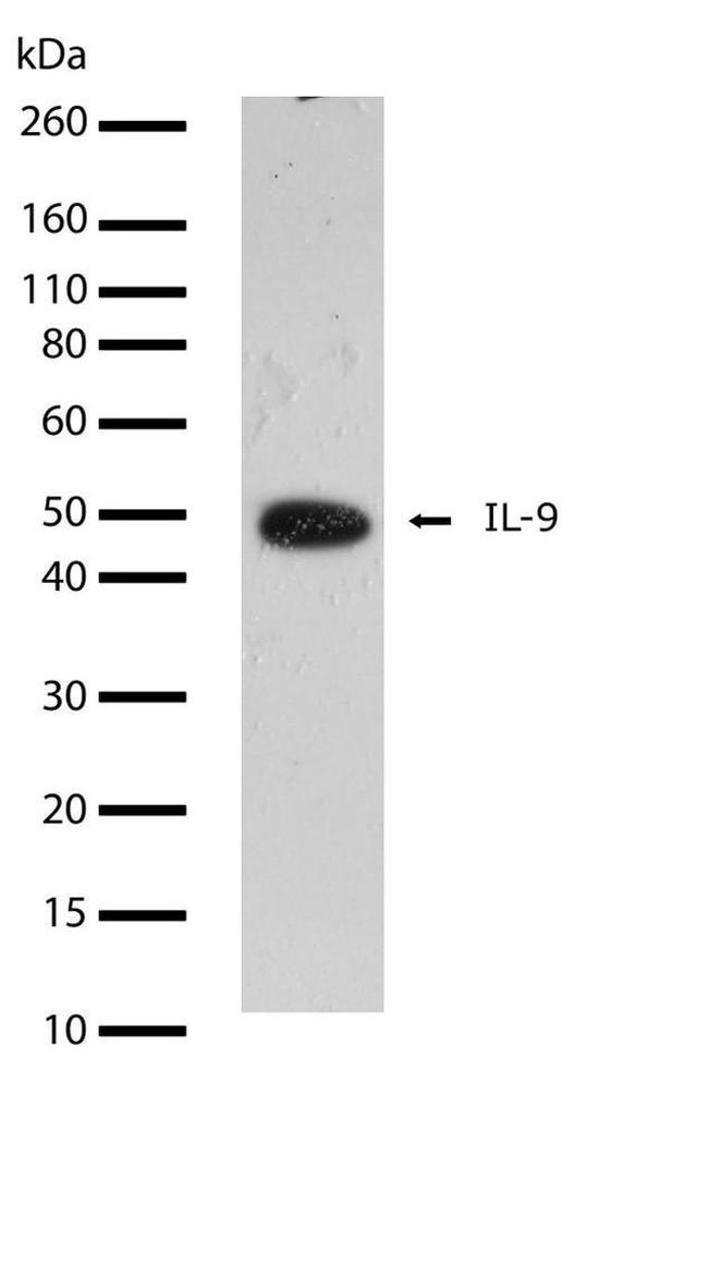 IL-9 Antibody in Western Blot (WB)