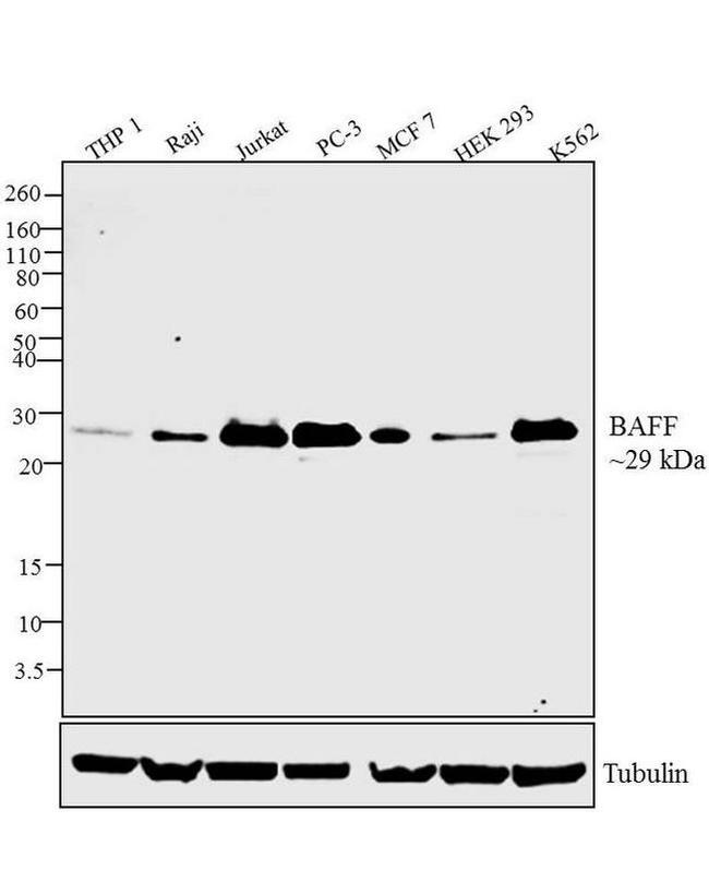 BAFF Antibody in Western Blot (WB)