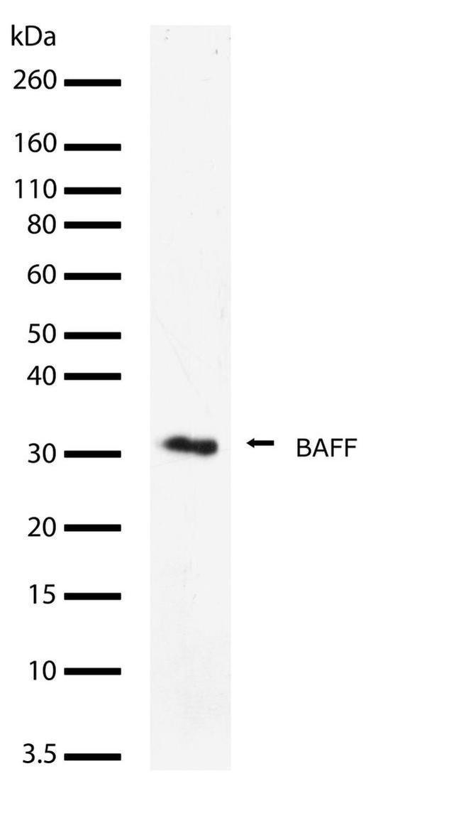 BAFF Antibody in Western Blot (WB)