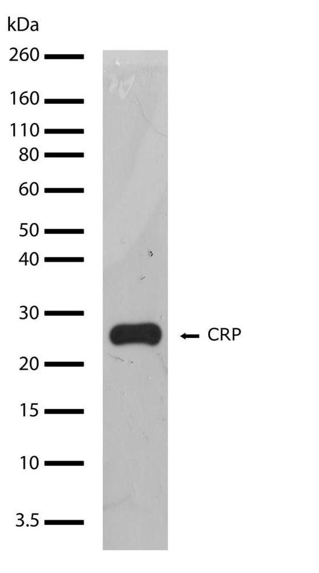 CRP Antibody in Western Blot (WB)