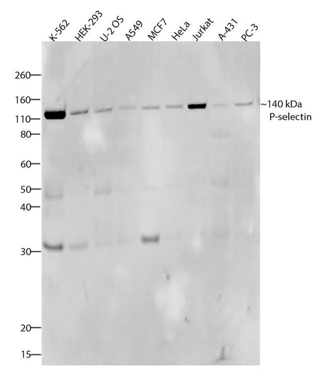 P-Selectin Antibody in Western Blot (WB)