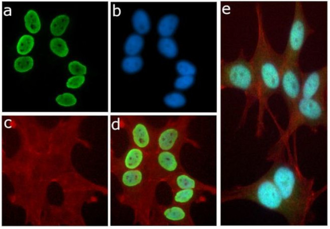 H3K9ac Antibody in Immunocytochemistry (ICC/IF)