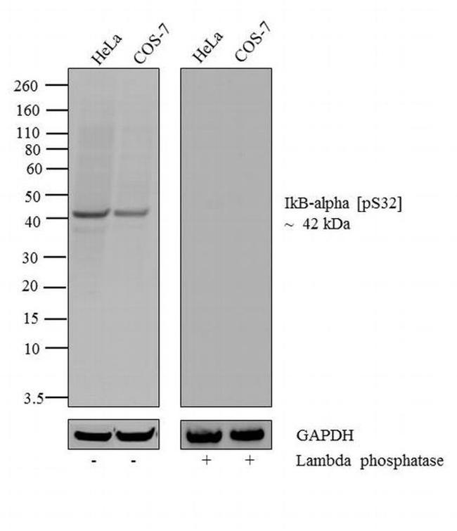 Phospho-IkB alpha (Ser32) Antibody in Western Blot (WB)