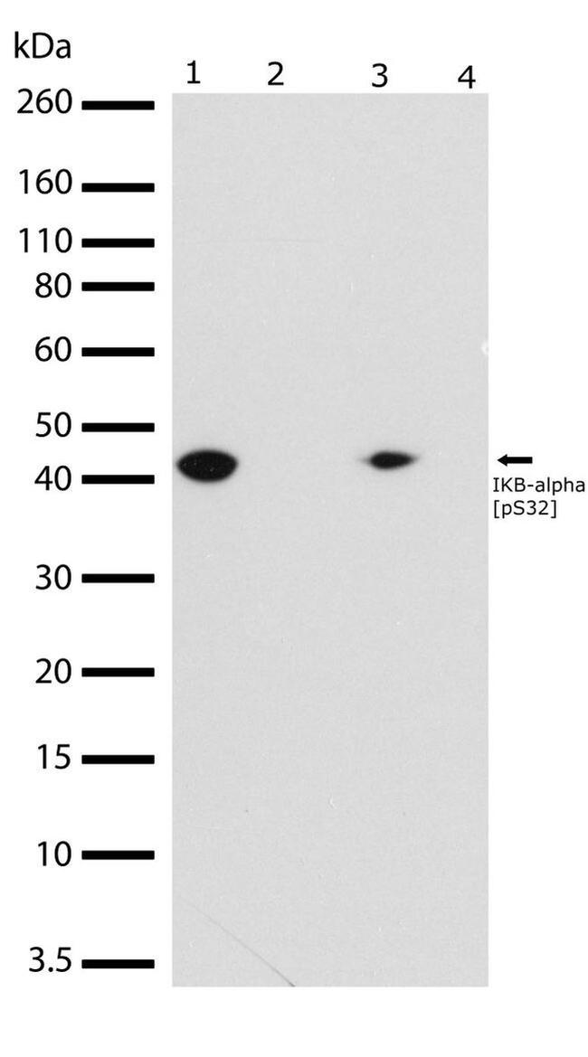 Phospho-IkB alpha (Ser32) Antibody in Western Blot (WB)