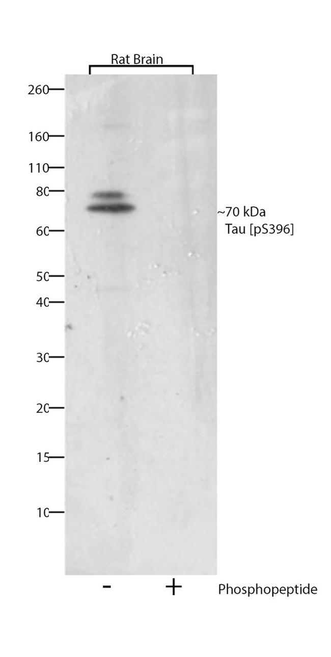 Phospho-Tau (Ser396) Antibody in Western Blot (WB)