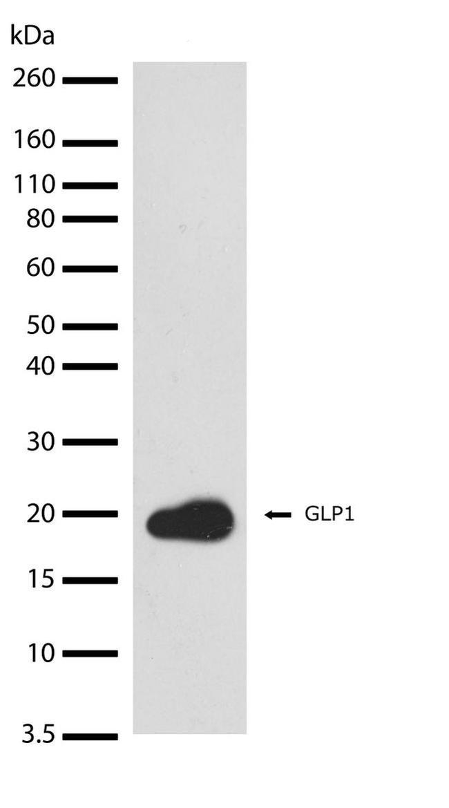 GLP-1 Antibody in Western Blot (WB)