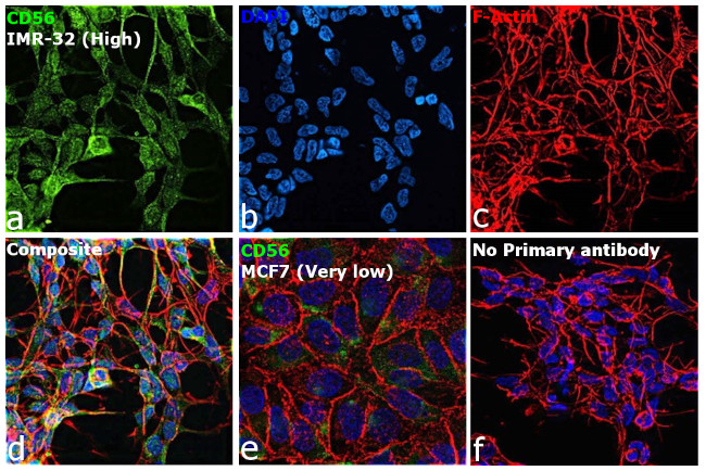 CD56 Antibody in Immunocytochemistry (ICC/IF)